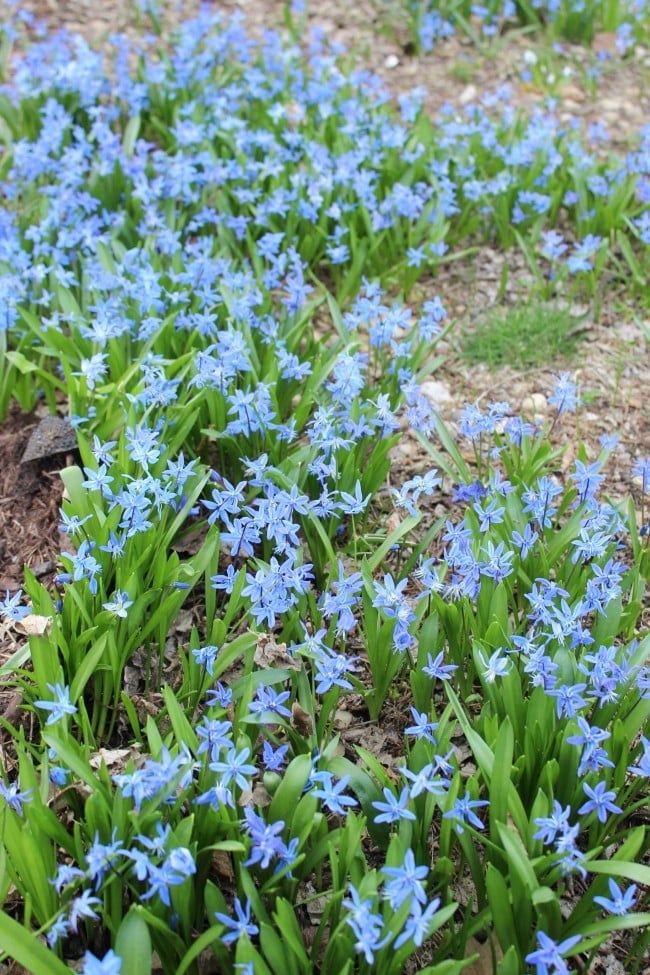 Earliest Bulbs for Spring Gardens