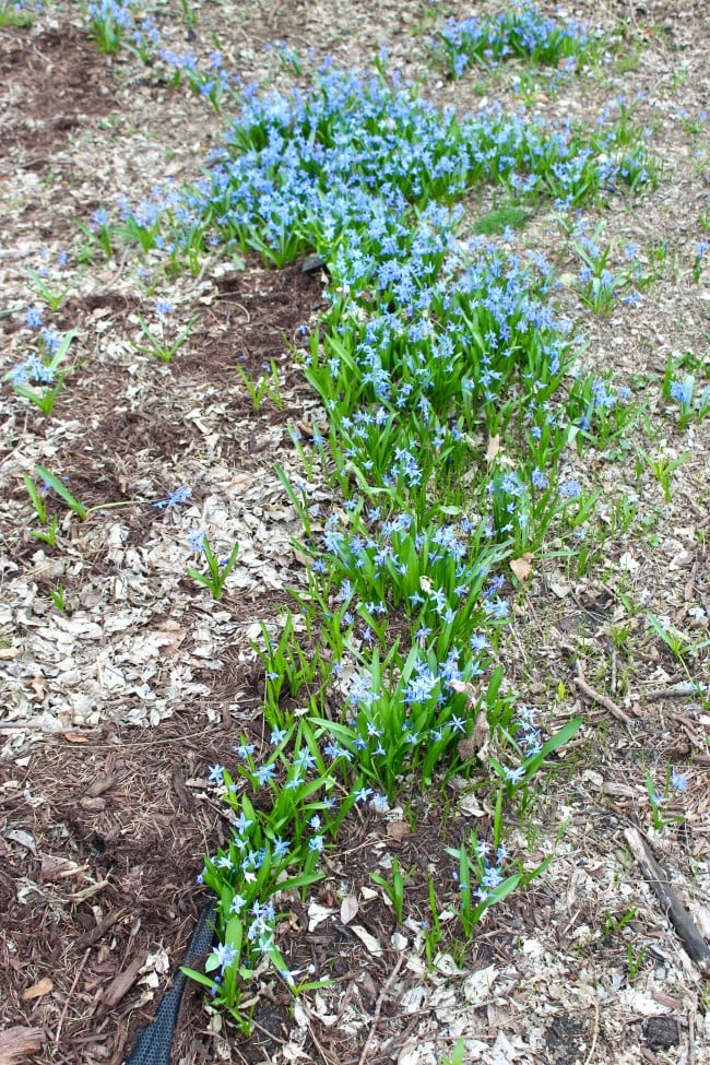 A group of blue squill flowers growing alongside and through landscape fabric.