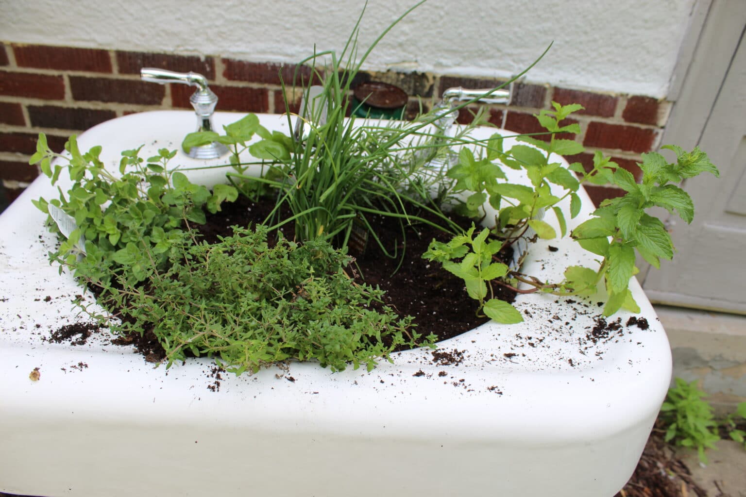 My bathroom sink as a container garden (herbs and flowers) - Momcrieff