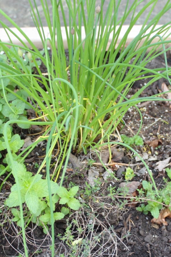 herbs in raised bed