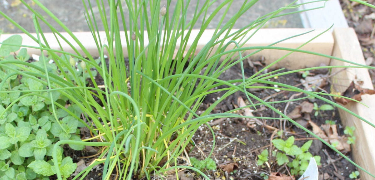 herbs in raised bed featuring a bunch of chives in the center.