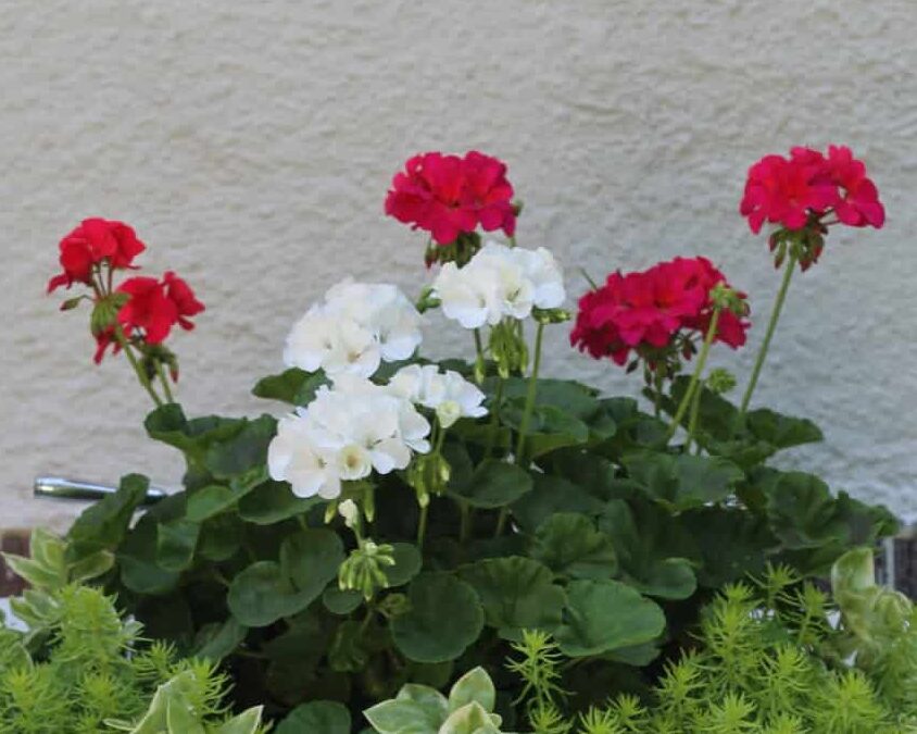 geraniums in vintage bathroom sink