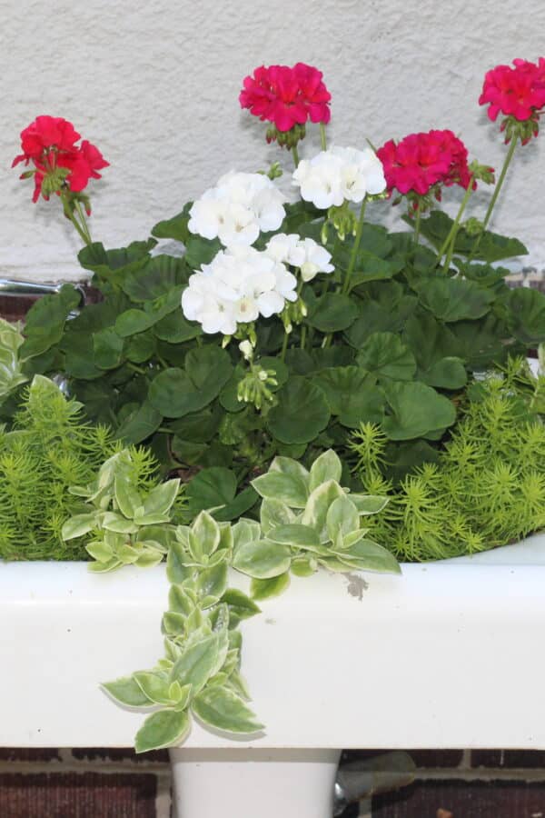 vintage bathroom sink container garden