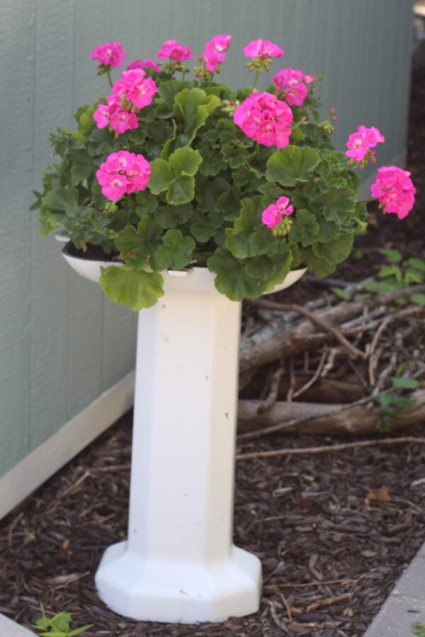 geraniums on a bathroom sink