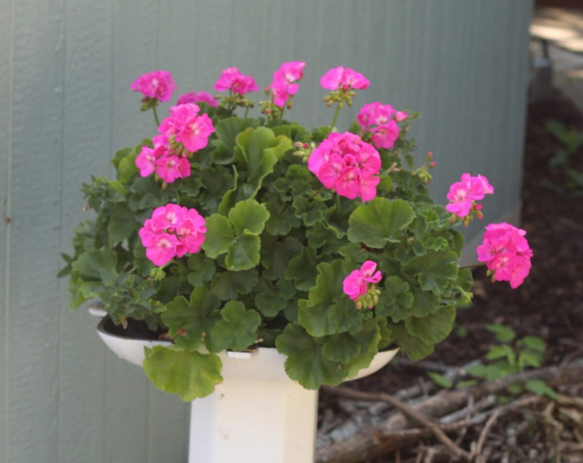 geraniums on a bathroom sink