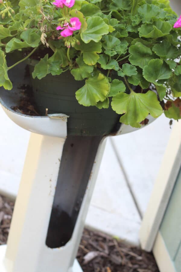 geraniums on bathroom sink