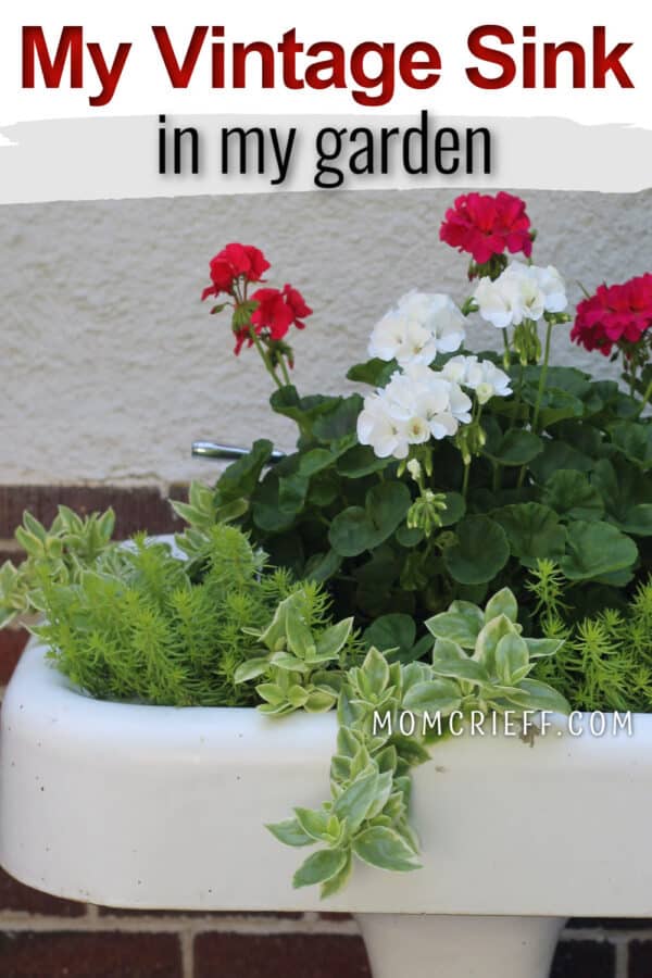 vintage sink with geraniums and text overlay