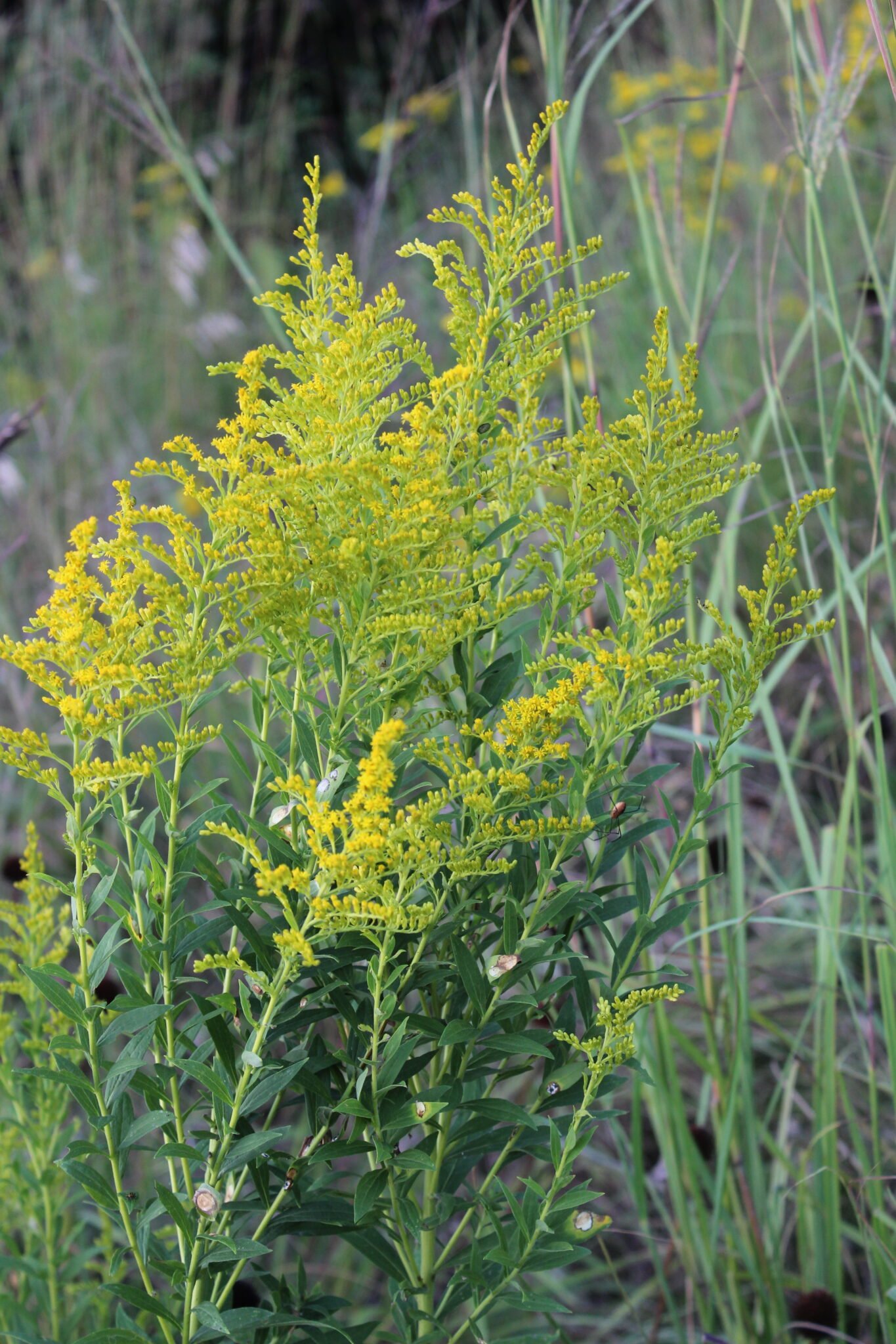 goldenrod plant with yellow blooms