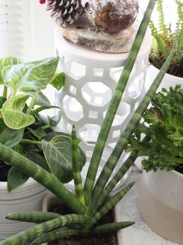 green plants in white pots