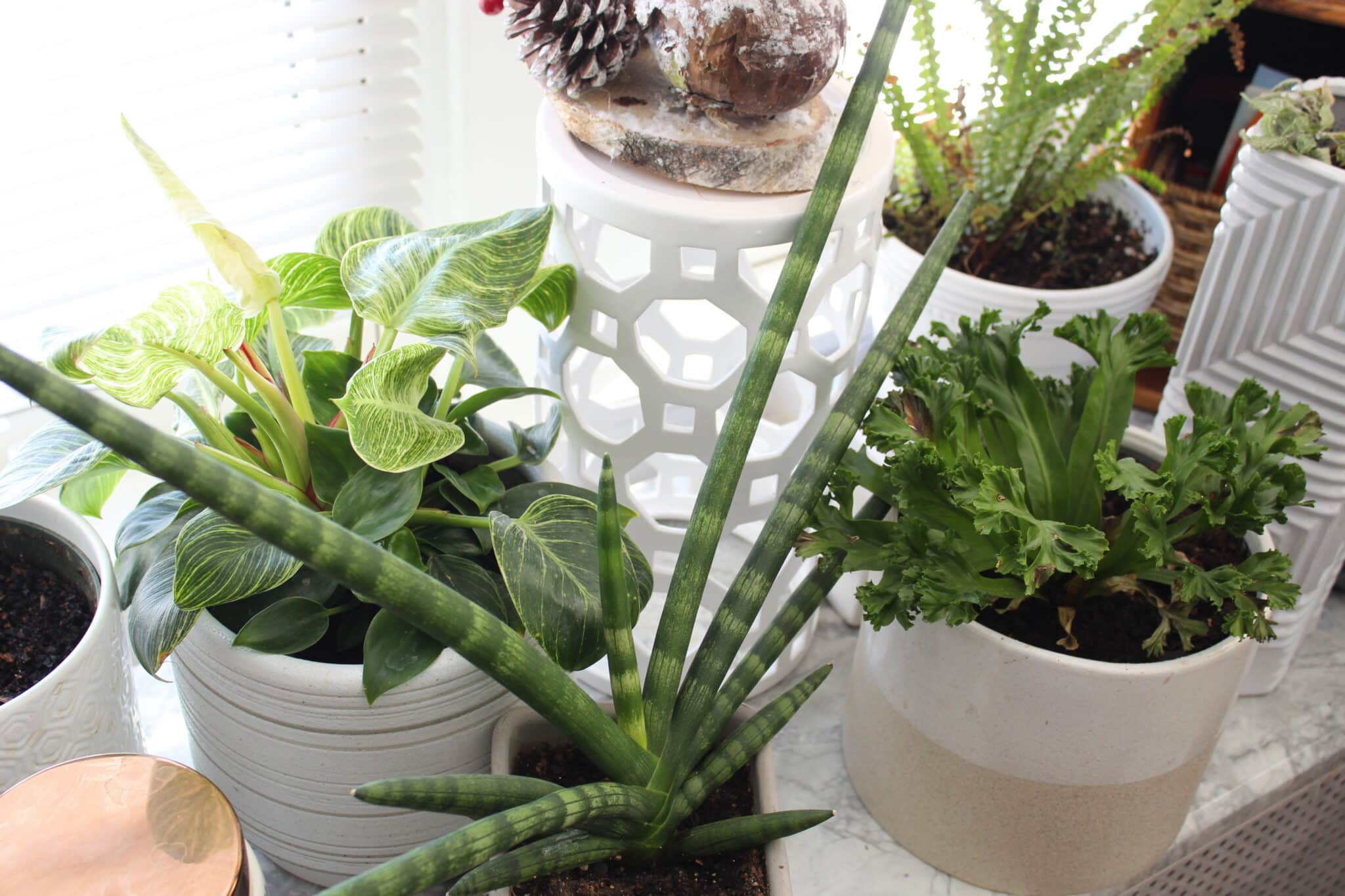 How to Increase the Humidity for Your Houseplants