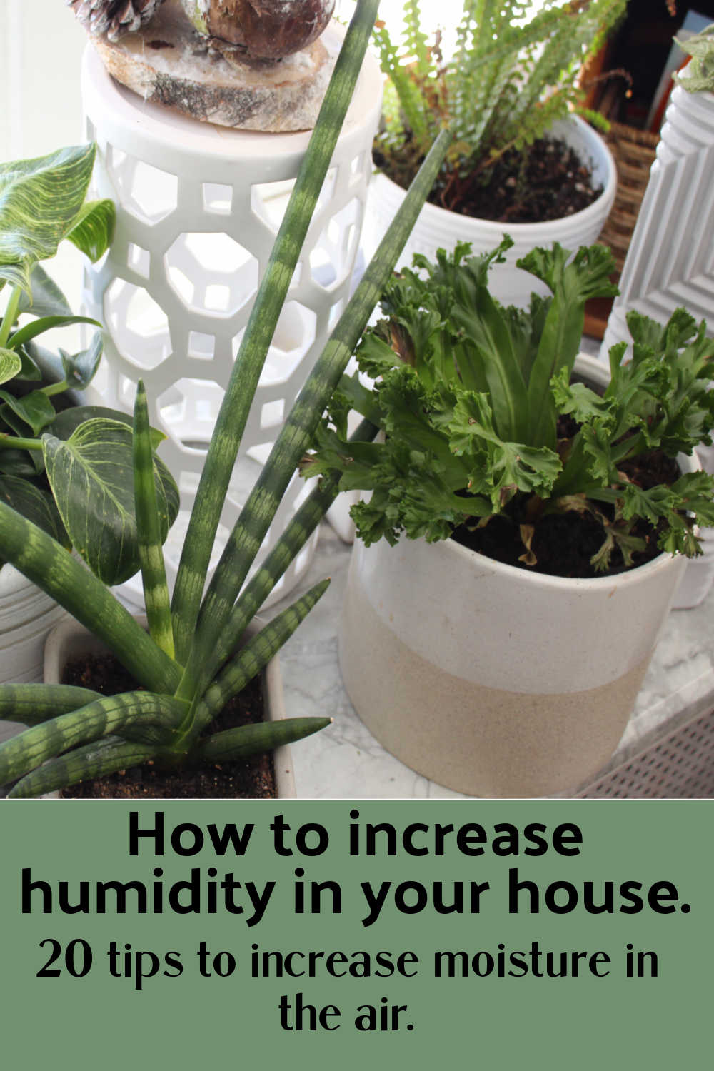 green plants with text overlay saying how to increase humidity in your house