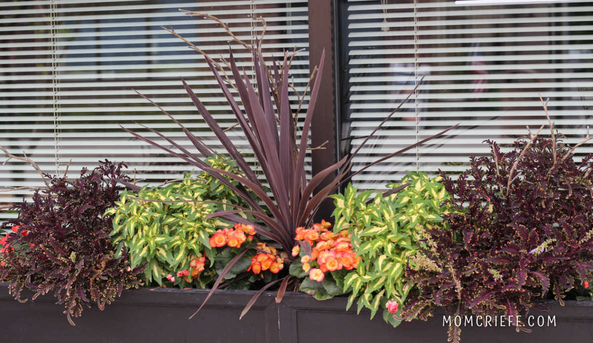 coleus and begonias