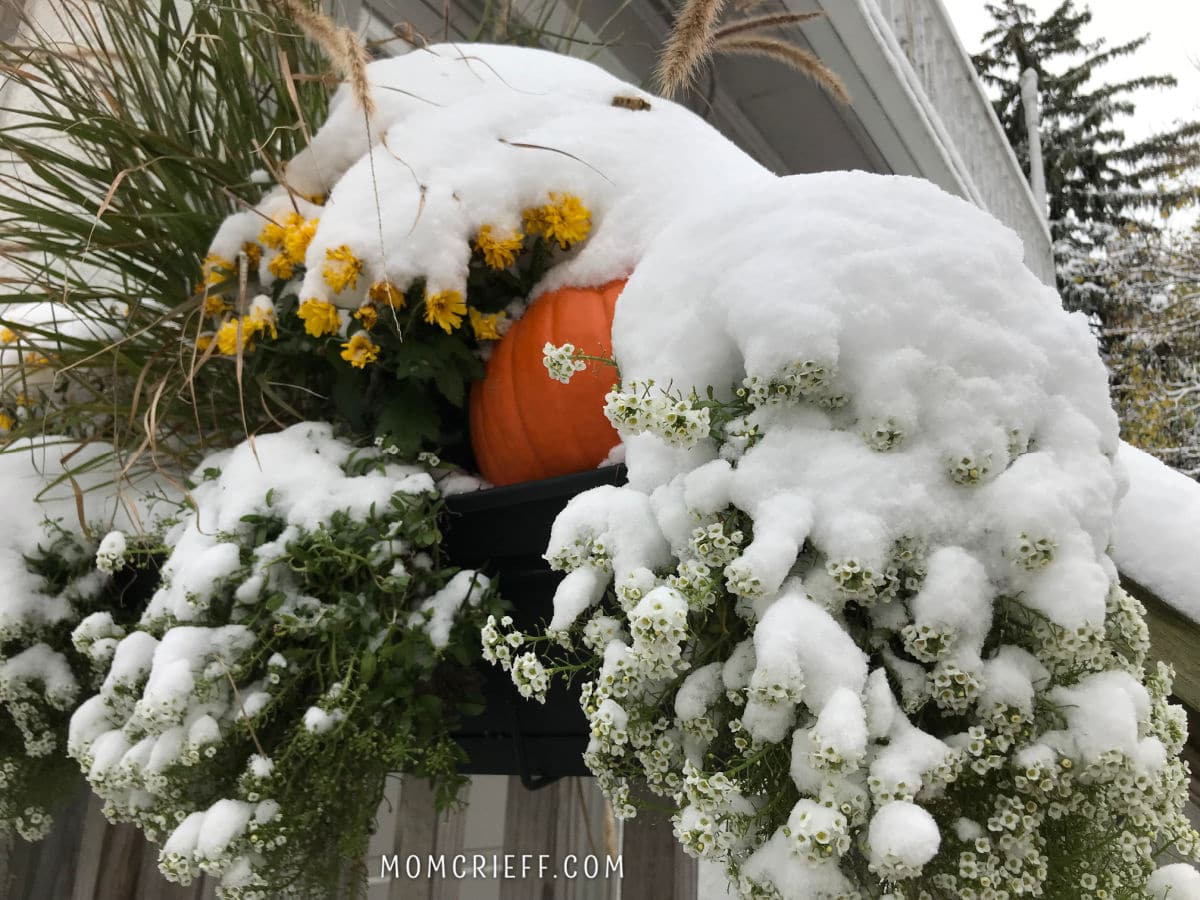 snow covered fall planter
