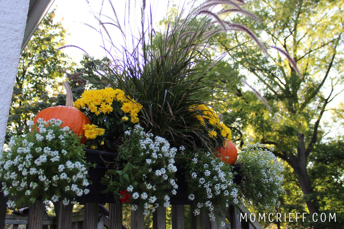 fall planter with mums and pumpkins