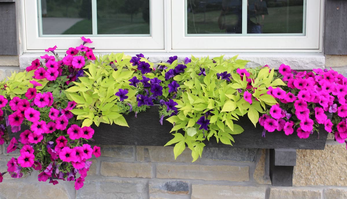 window box with pink petunias and seet potato vine