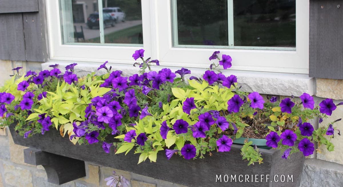 purple petunias and bright green sweet potato vine