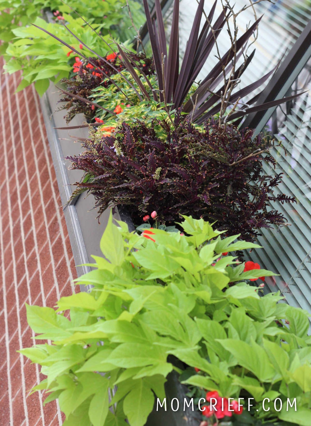 sweet potato vine and coleus