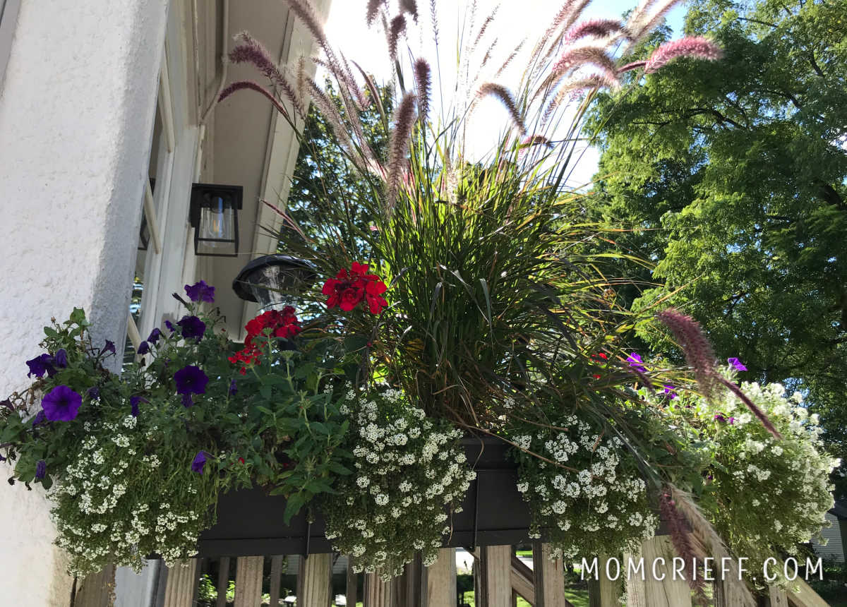 summer window box with petunias and red geraniums