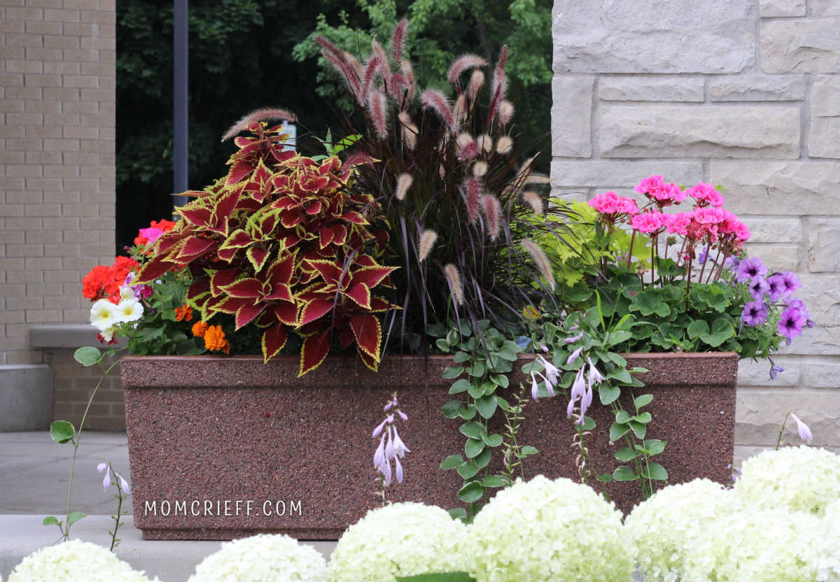 coleus, geranium and petunias in a window box