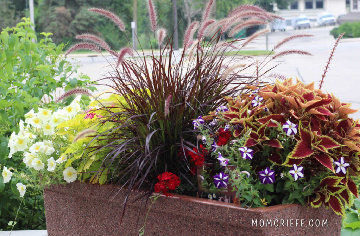 petunias,coleus and tall grass planting