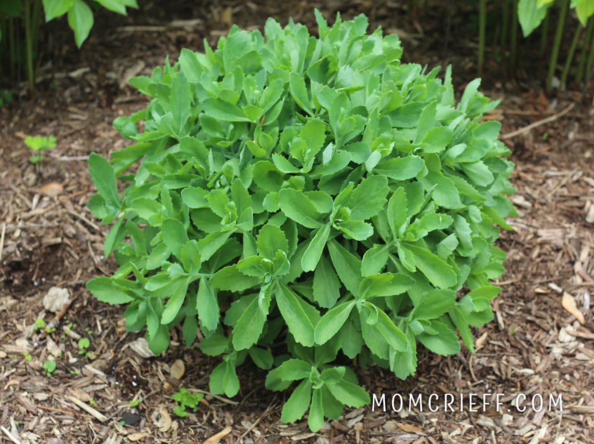 Autumn Sedum Joy in the early spring