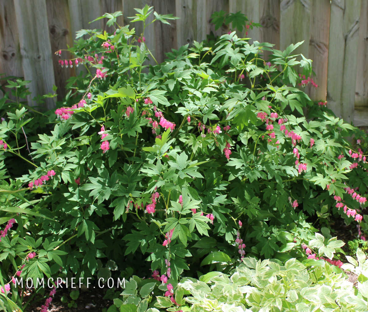 view of a bleeding heart plant with pink blossoms