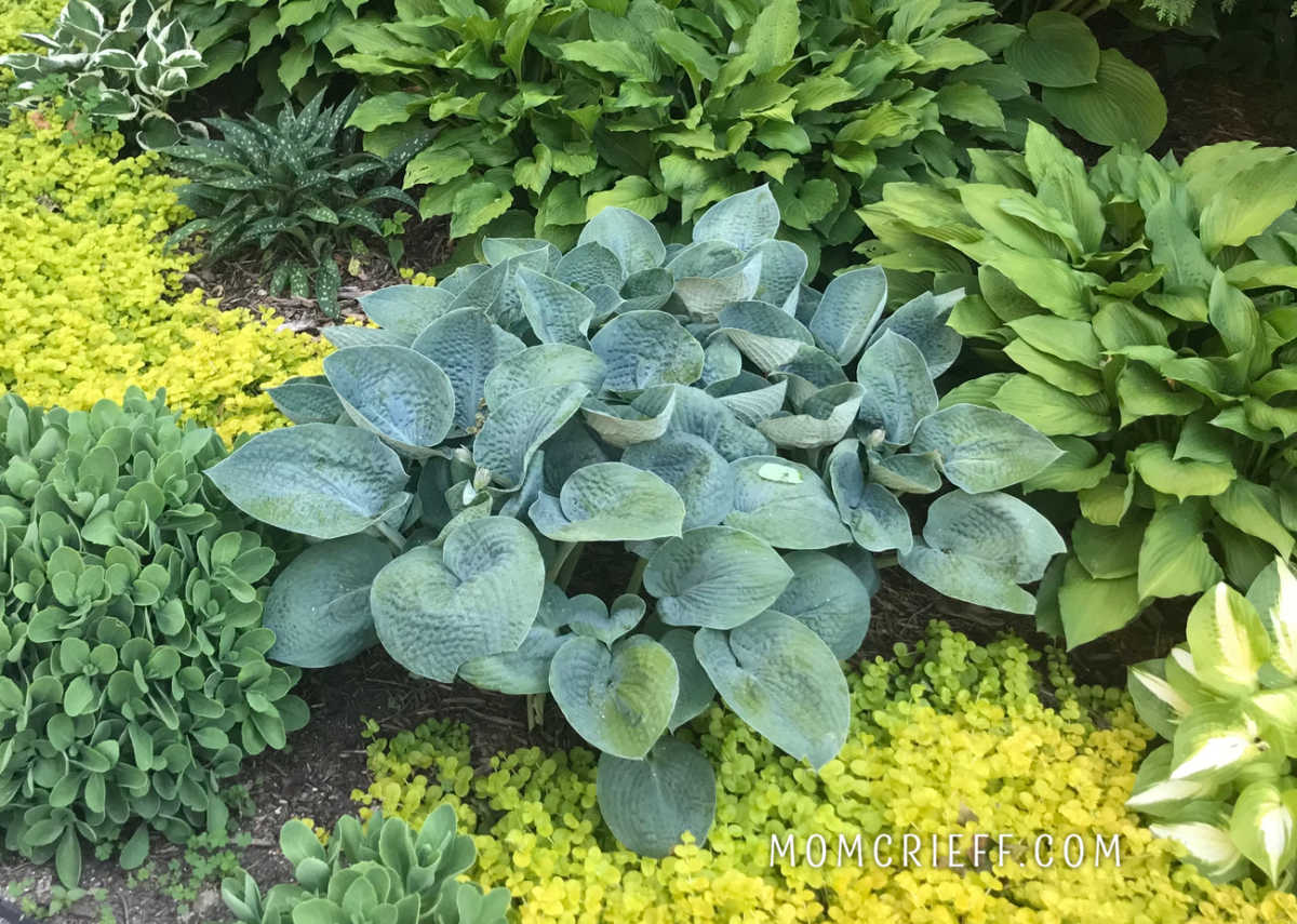 blue hosta surrounded by other hostas