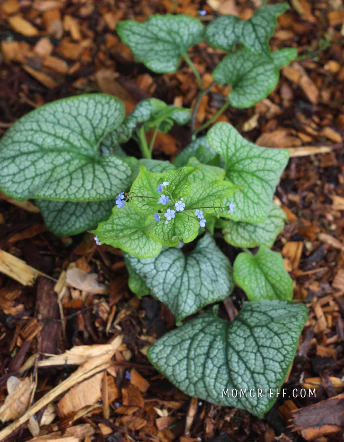 Brunnera Alexander's Great plant with big silver leaves and small blue flowers