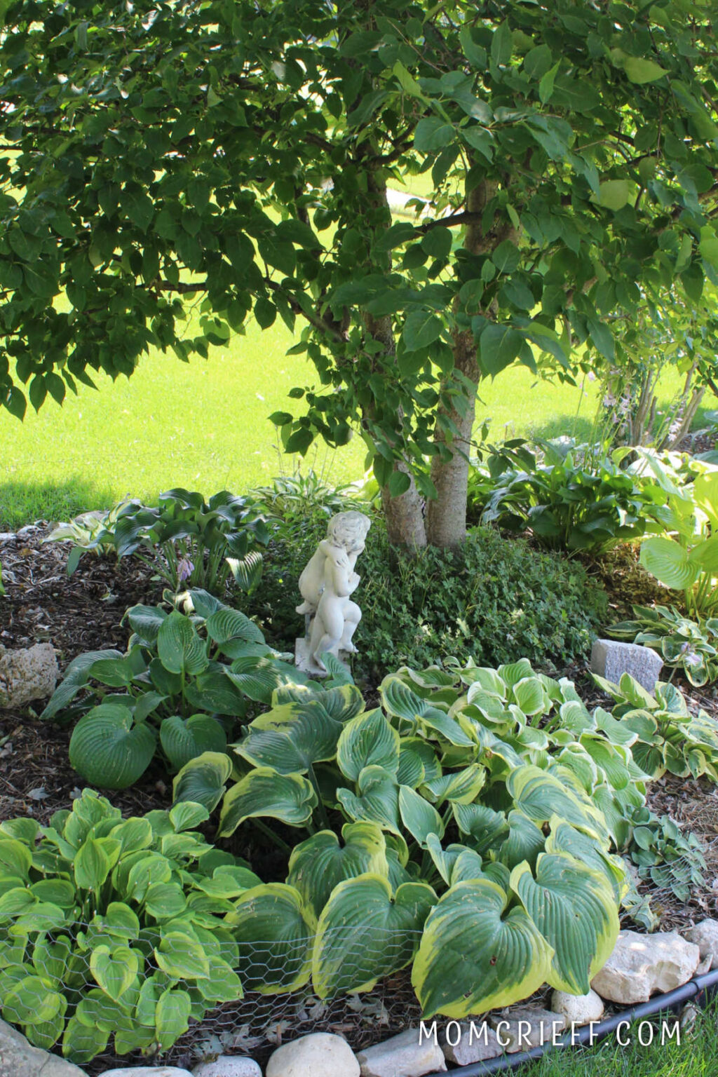 31 Shade Plants for your garden - Momcrieff