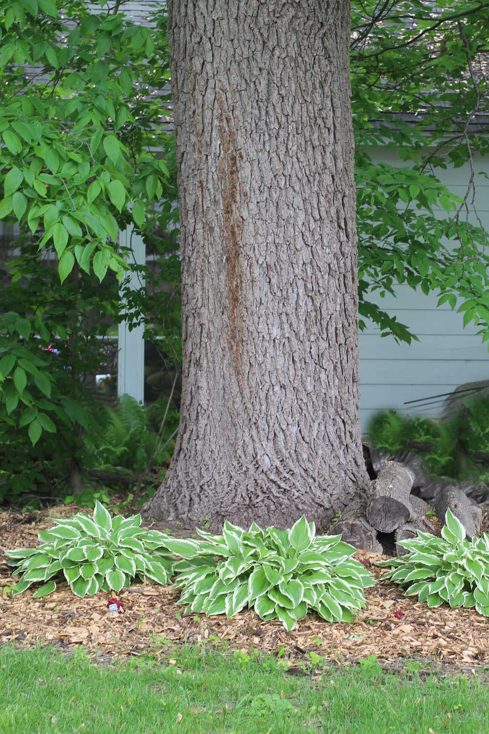 Hostas around walnut