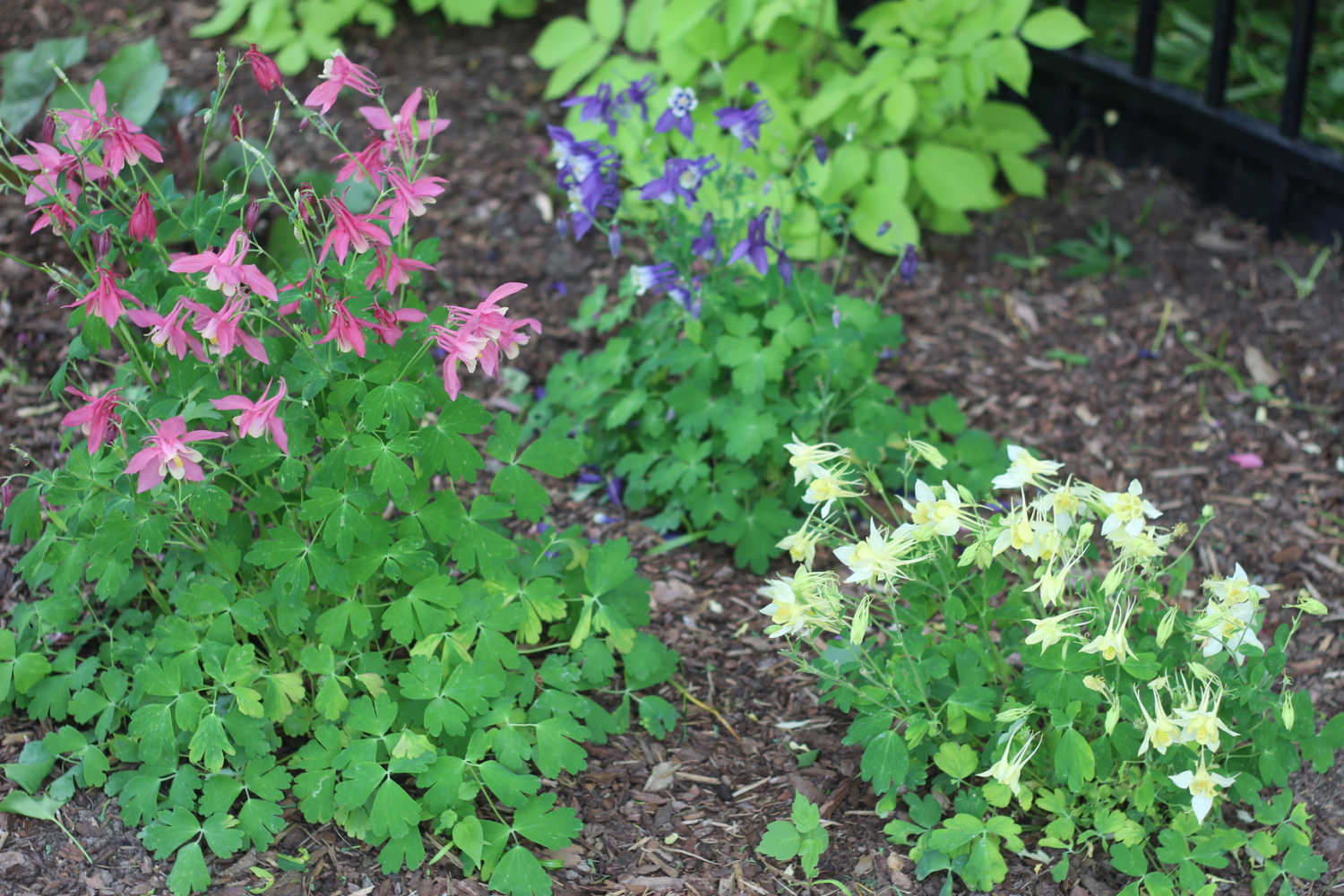 Pink, blue and yellow flowering columbine.