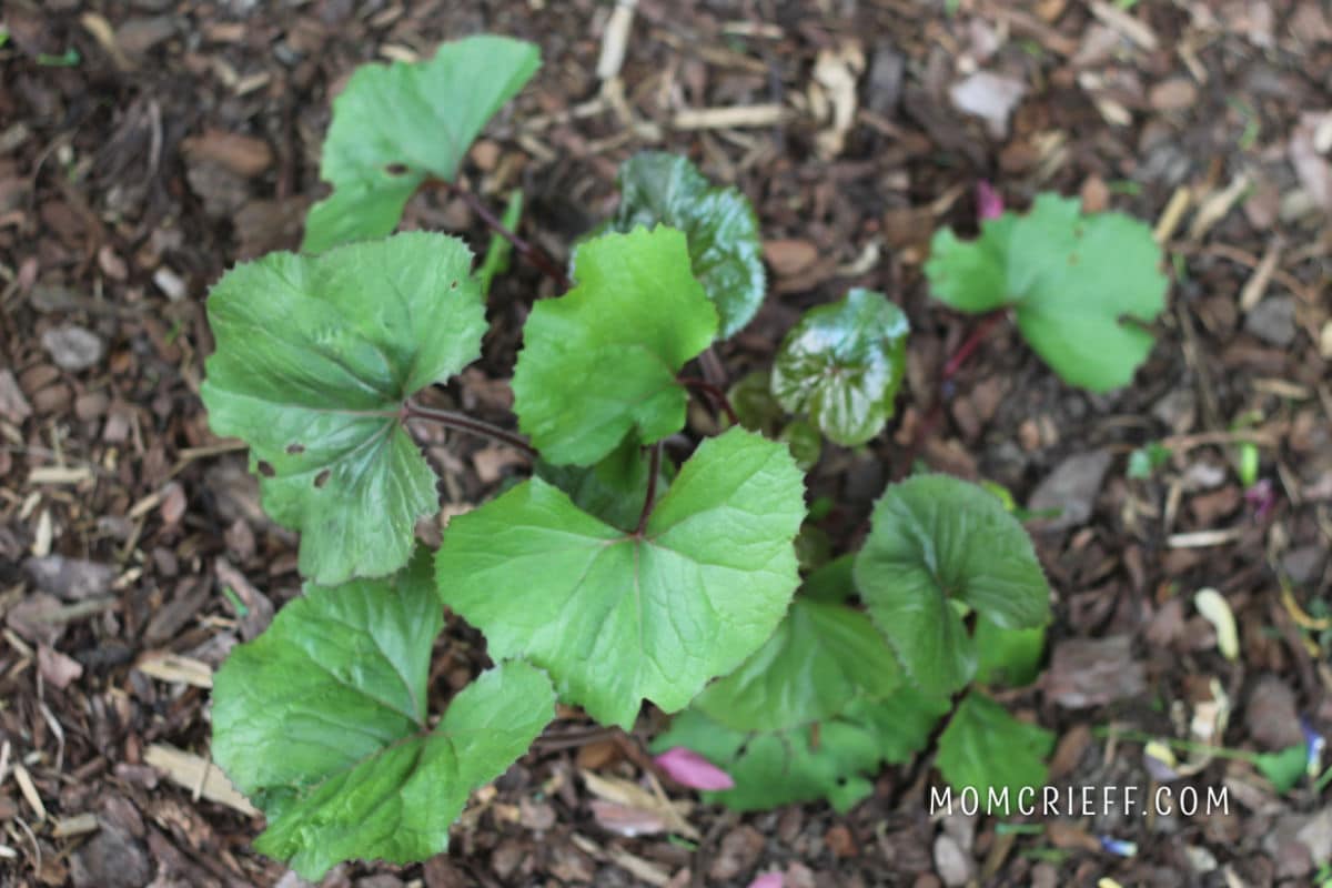 ligularia plant with green foliage and yellow flower