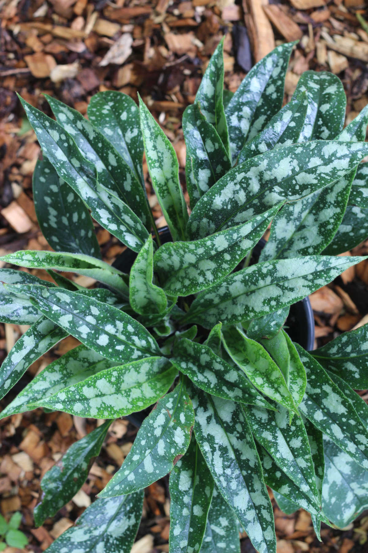 Lungwort plant with dark green leaves with white spots