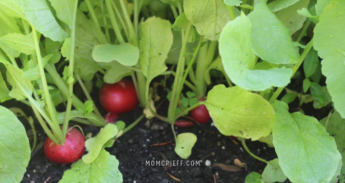 radishes ready to be picked in the garden