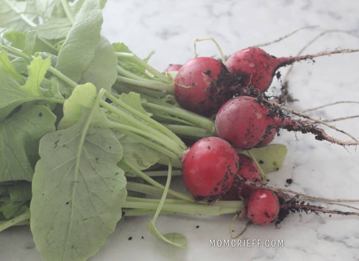 radishes with thier leaves on the counter