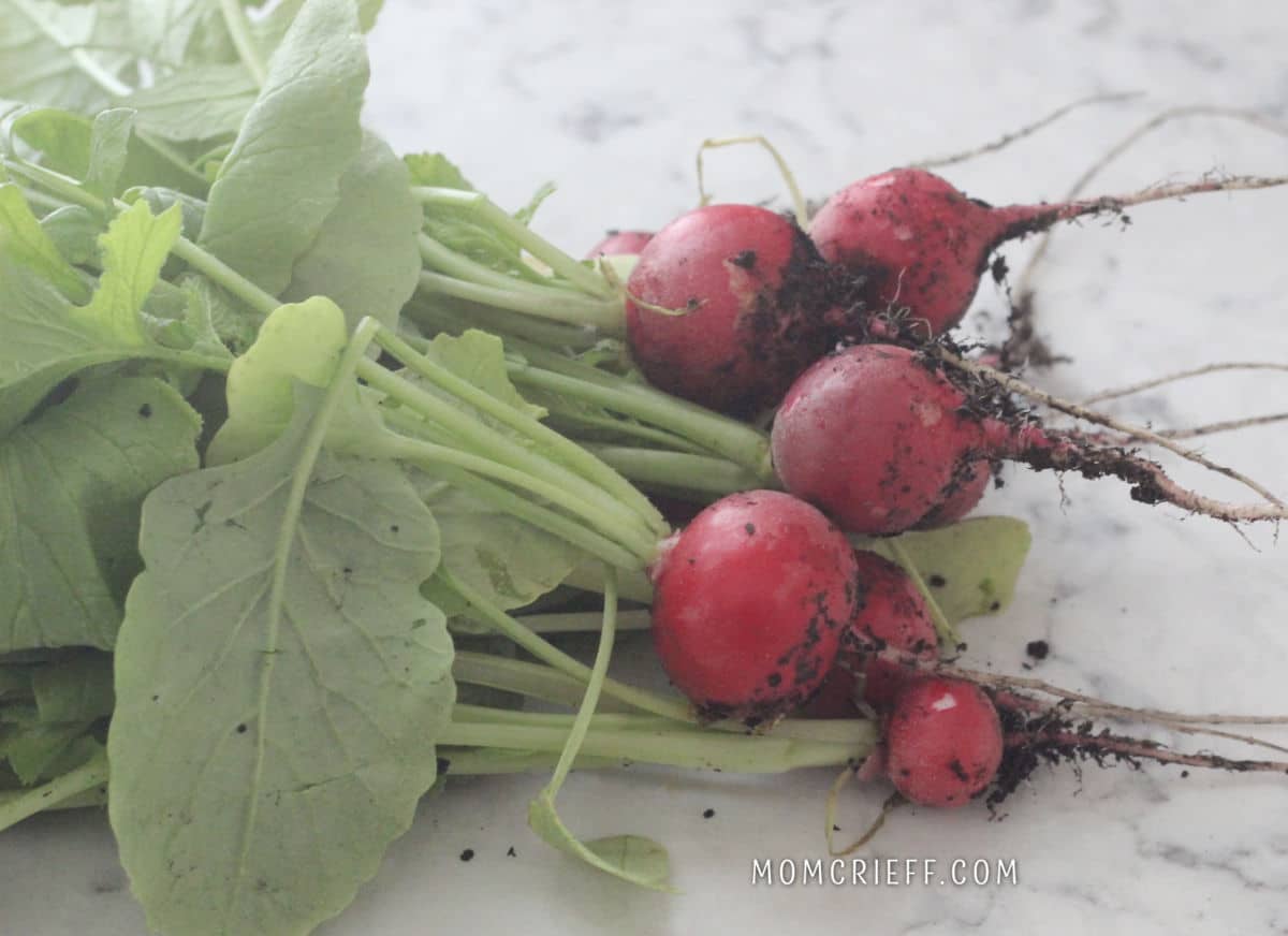 https://momcrieff.com/wp-content/uploads/2022/06/Radishes-on-counter.jpg