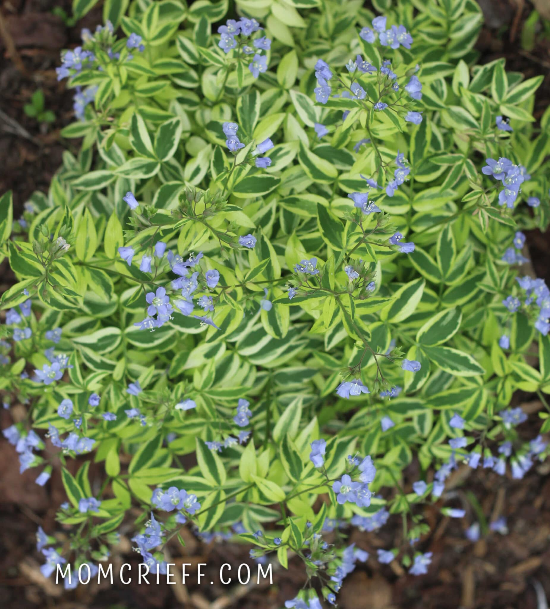 Jacob's Ladder varigated leaf plant with small blue flowers