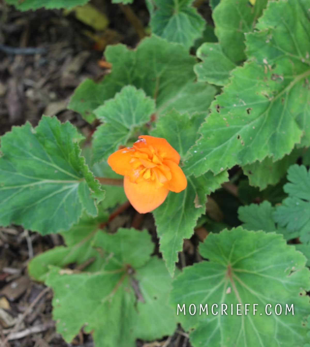 tuber begonia with orange flower