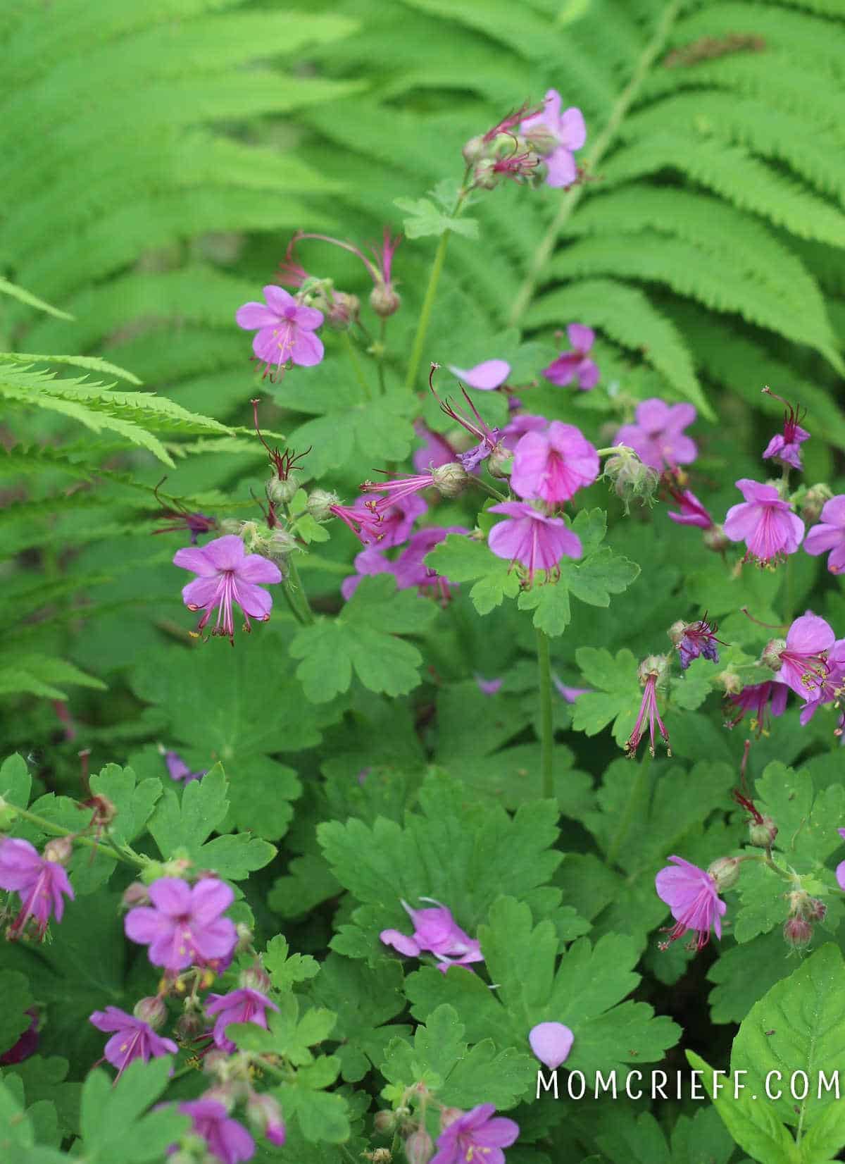 wild geranium with pink blooms