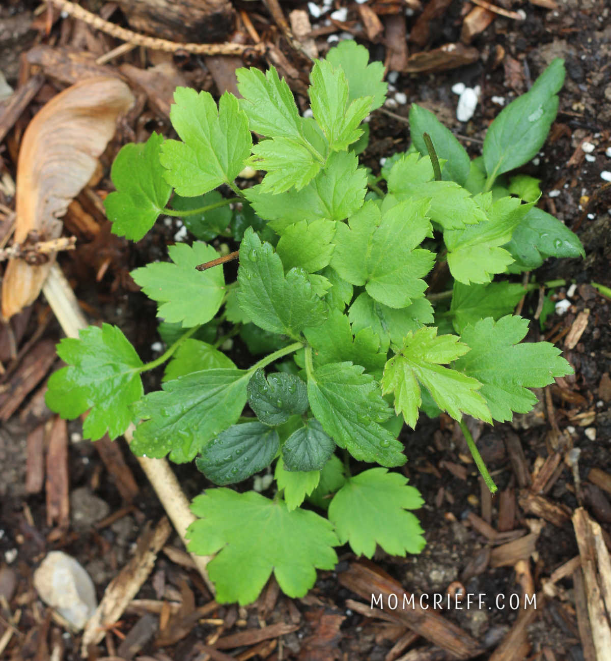 anemone plant