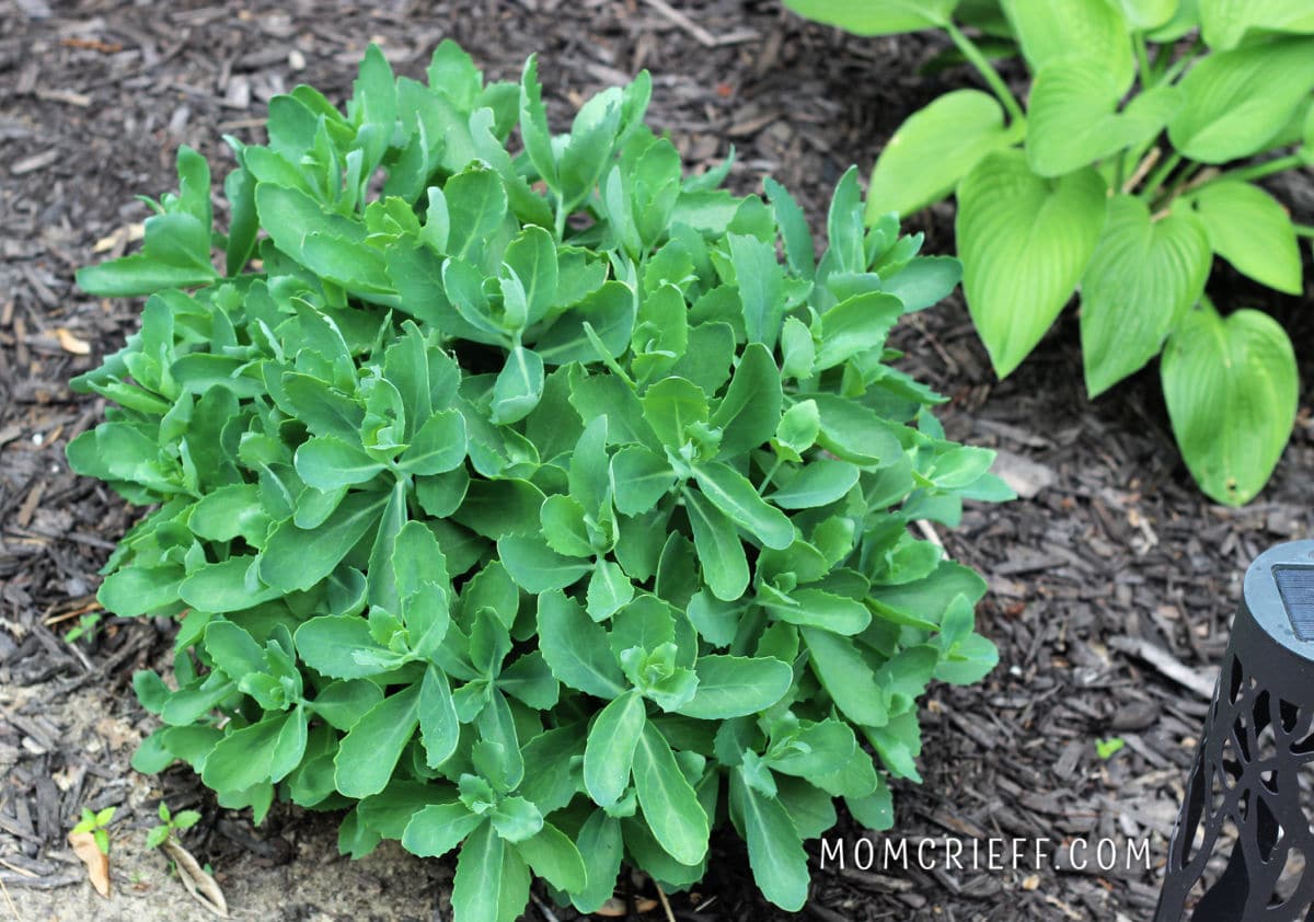 autumn joy sedum in spring