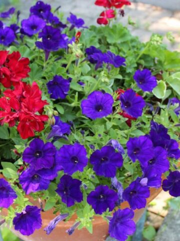 purple petunias in a planter