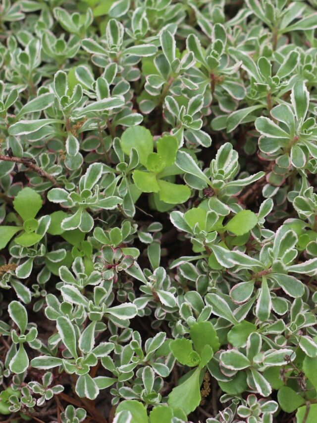 Planning for Spring - Ground Cover Plants