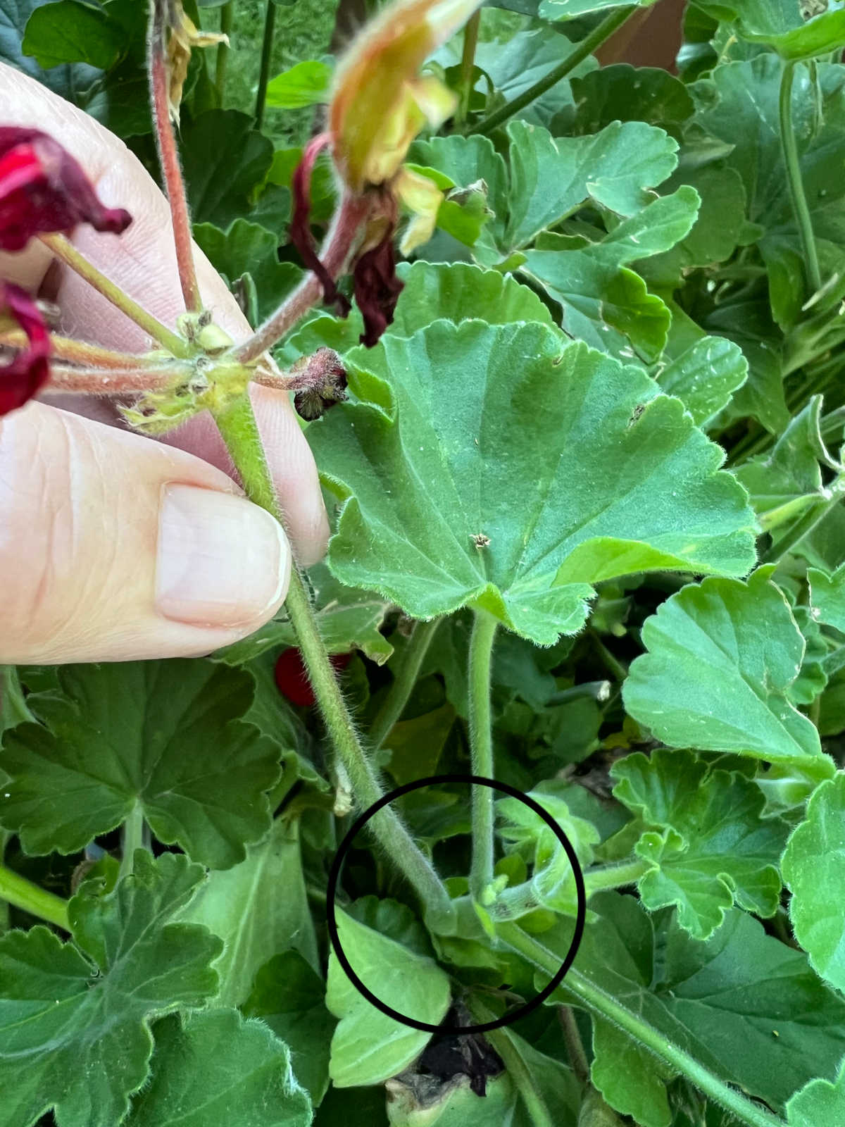 flower stalk attaching to main geranium plant stem