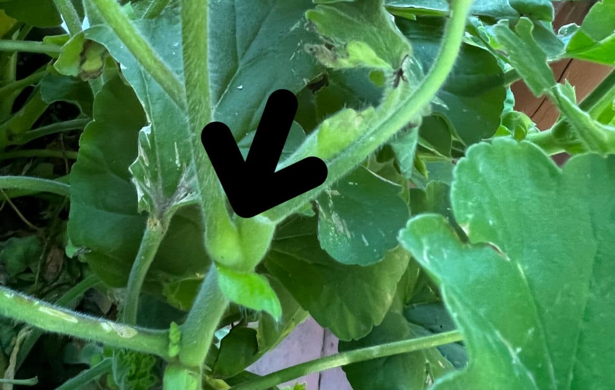 the point where the flower stalk and main geranium plant meet