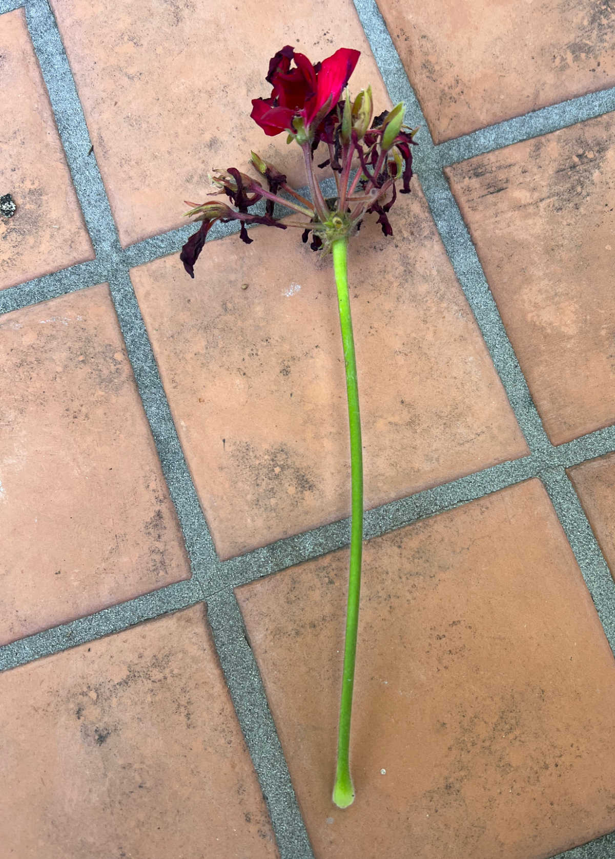 dead headed geranium stalk