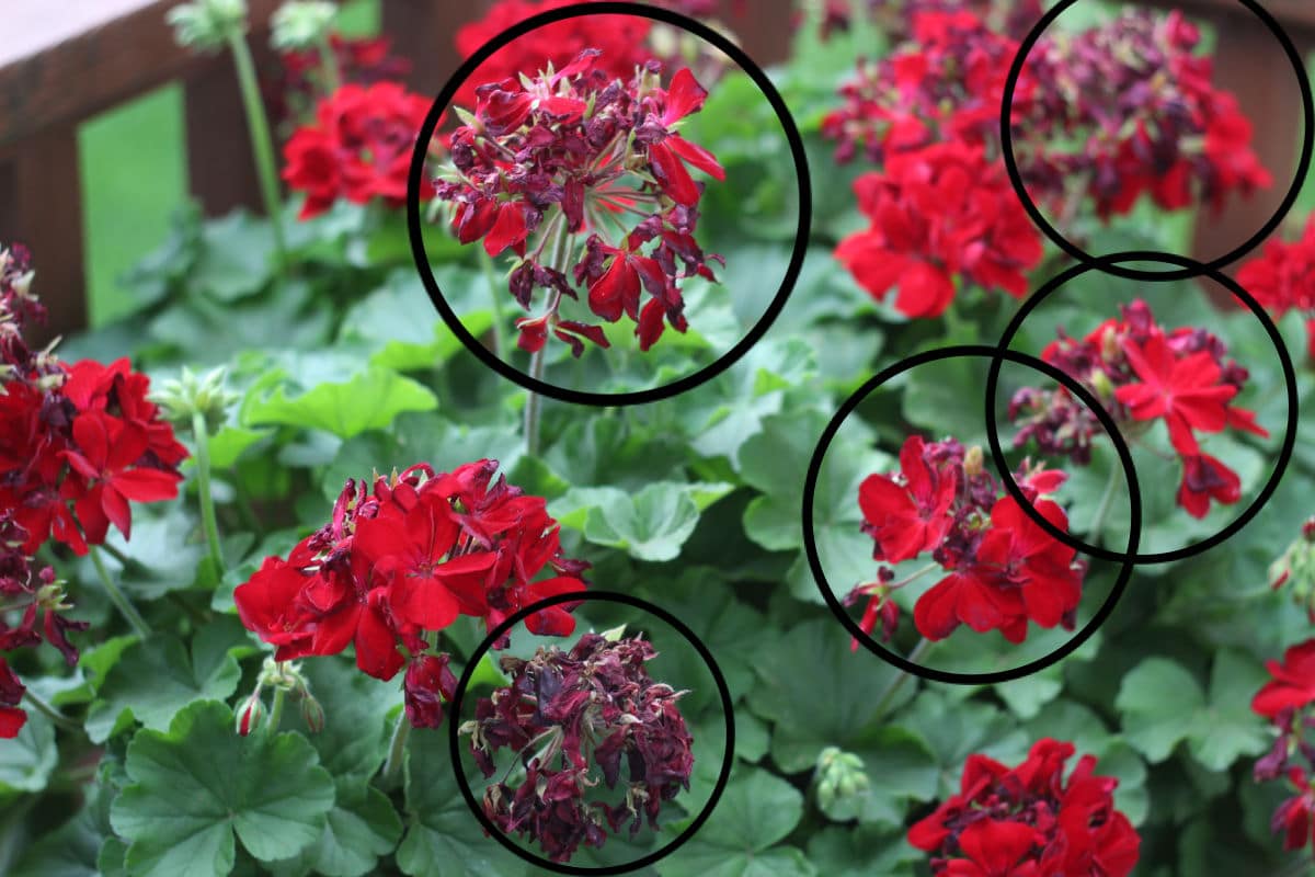 geraniums in need of deadheading