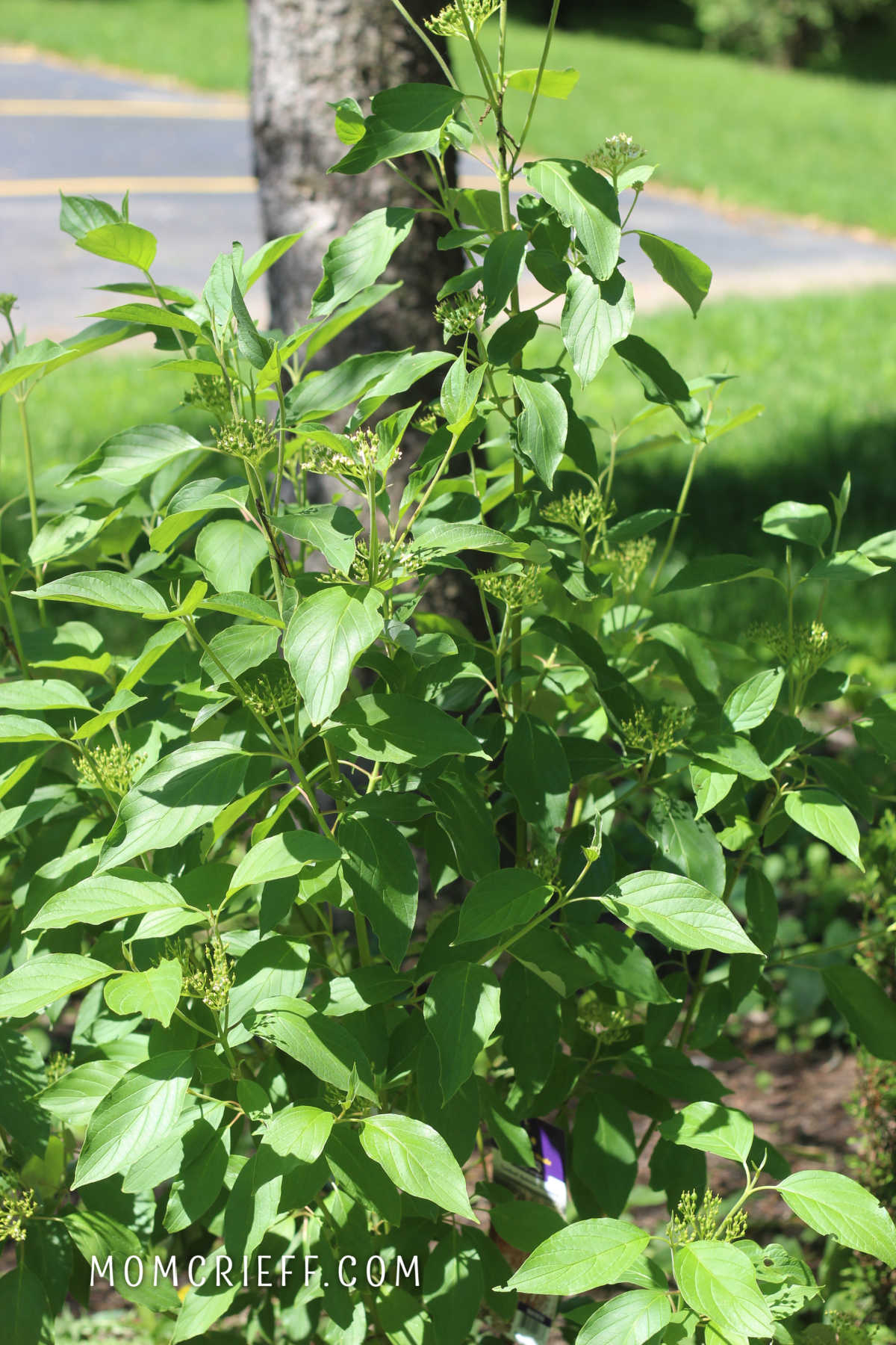 dogwood shrub