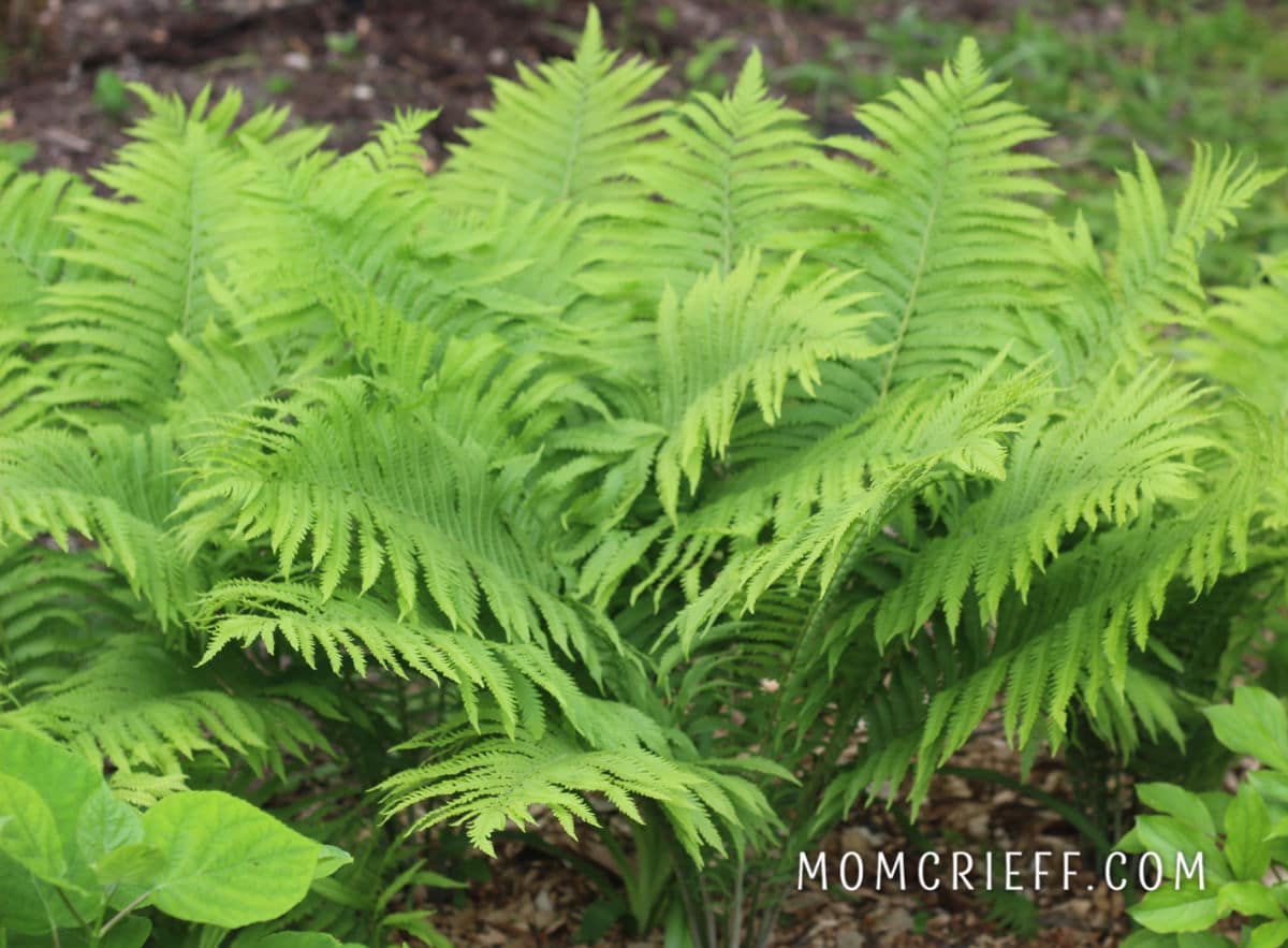 ferns in shade garden