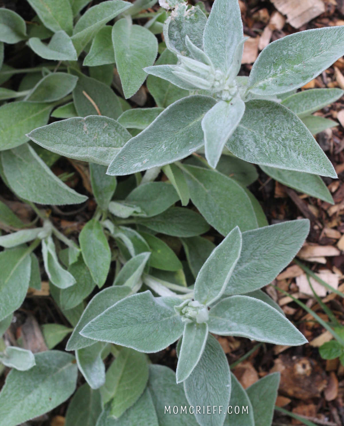 silvery leafed lambs ear plant